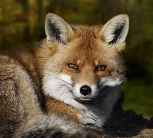 Vulpes vulpes