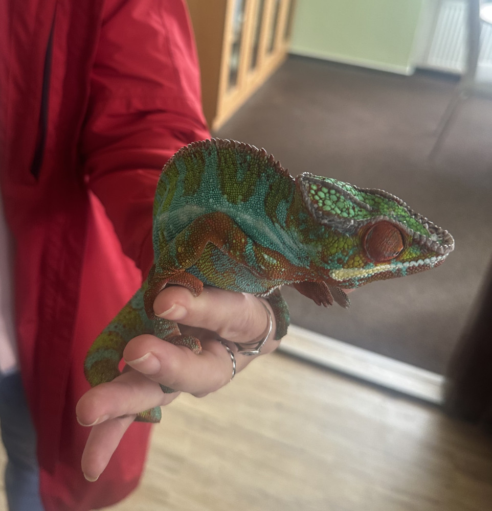 Chameleon