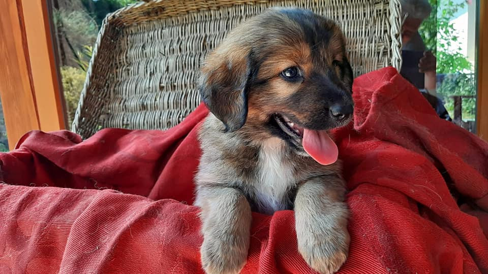 Ladu