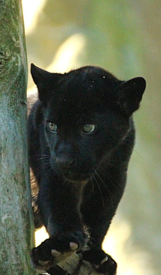 Panthera onca