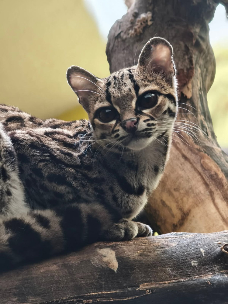 Margay