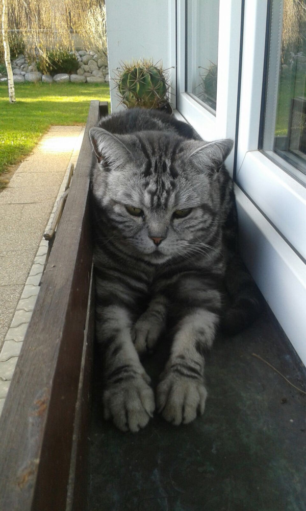 Šárka Procházková