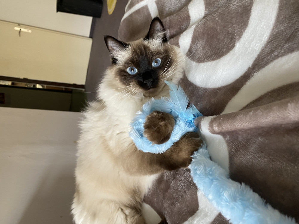 Ivta