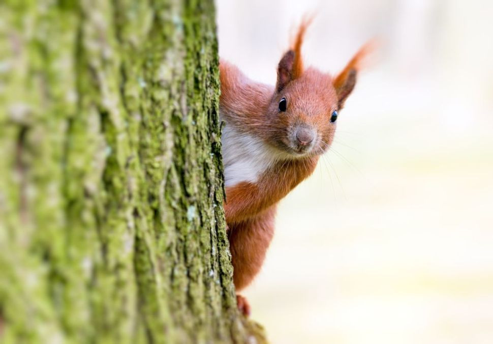 Veronika Effenberková