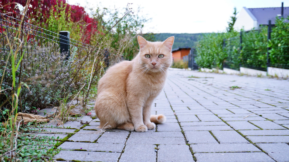 Catlover