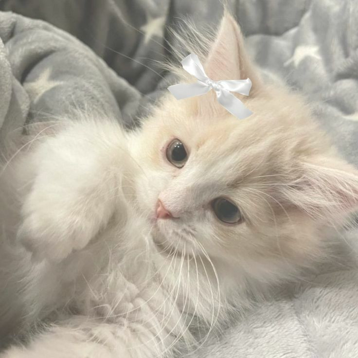 Nikčaa🌷