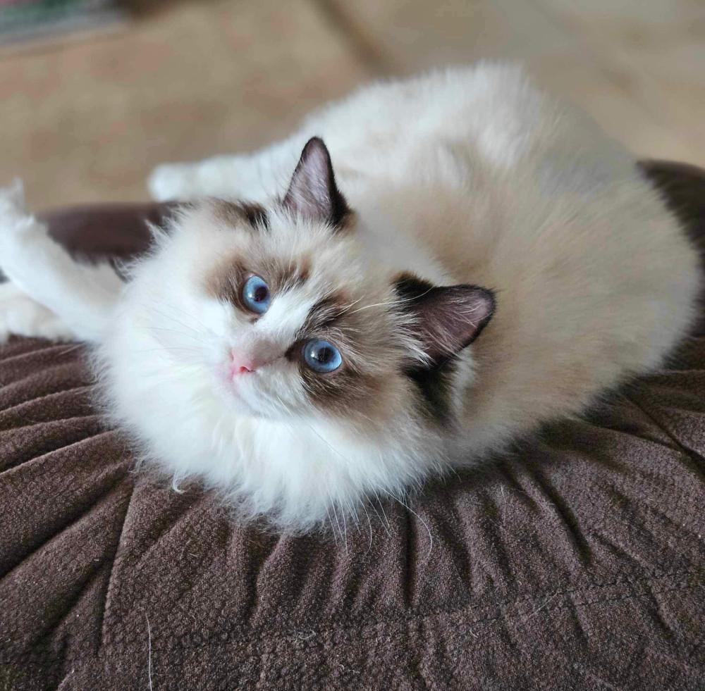 KamiCat