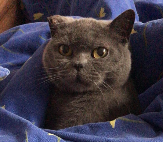 Kamib