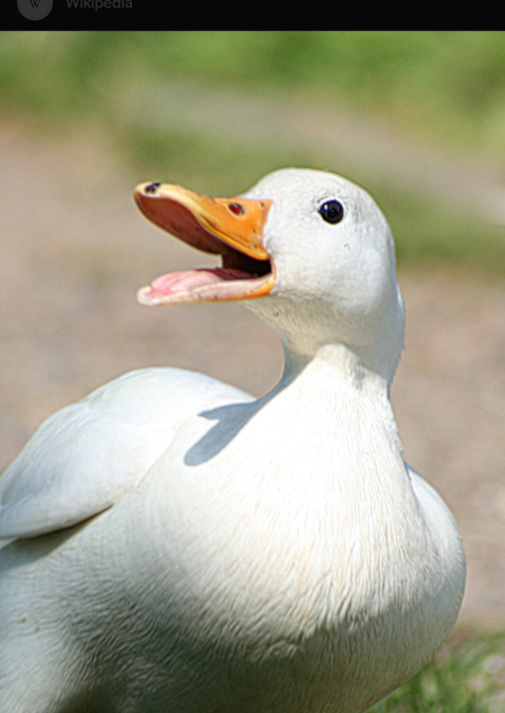 marti27
