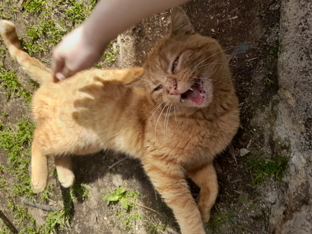 Annemarie Havlíčková