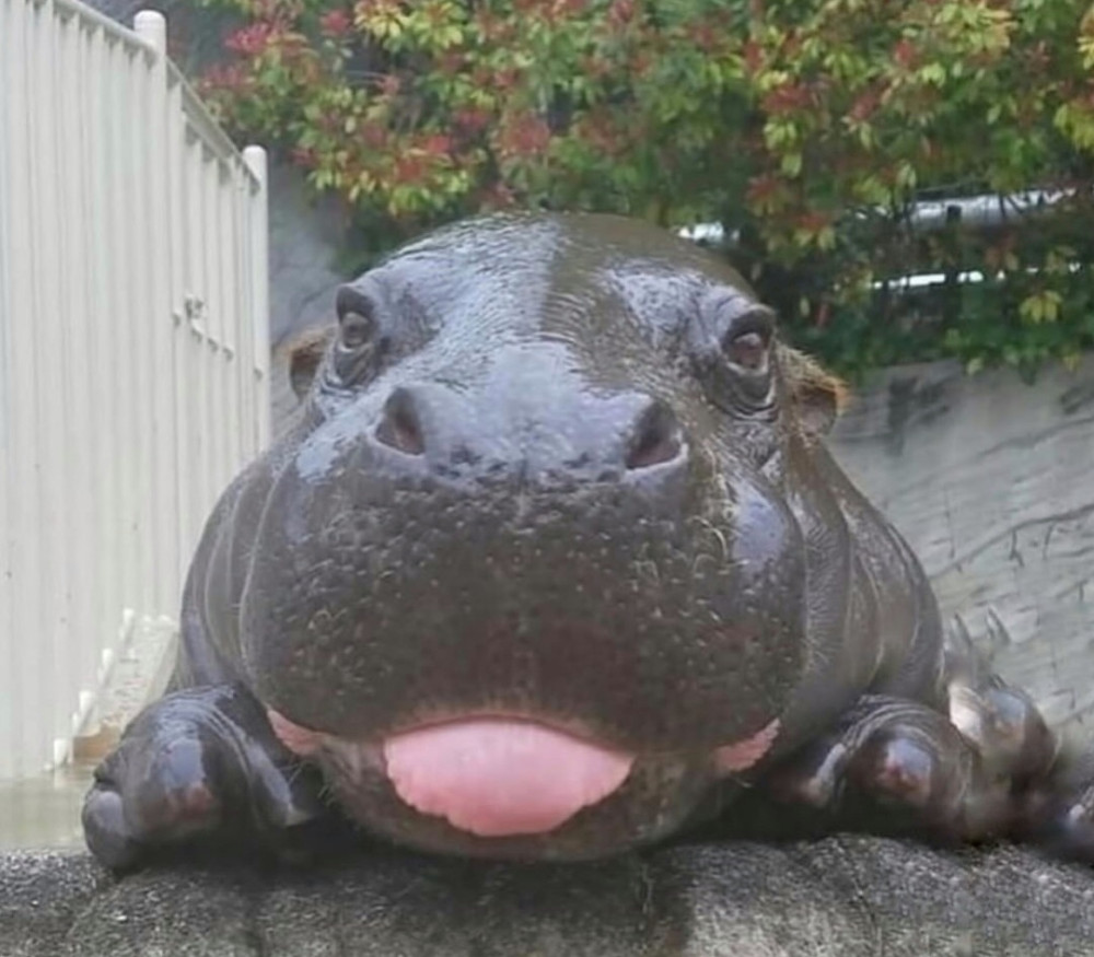 Naďa Pochobradská