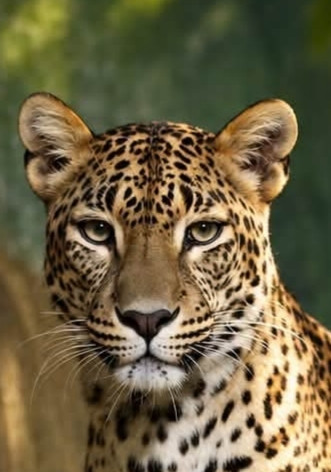Panthera pardus