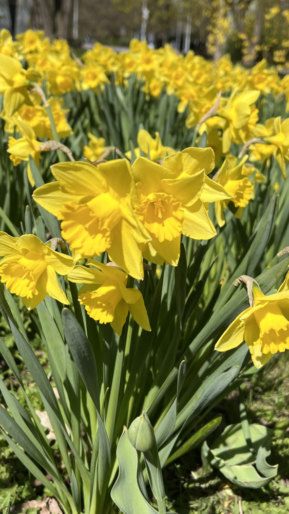 Veronika Gazdíková