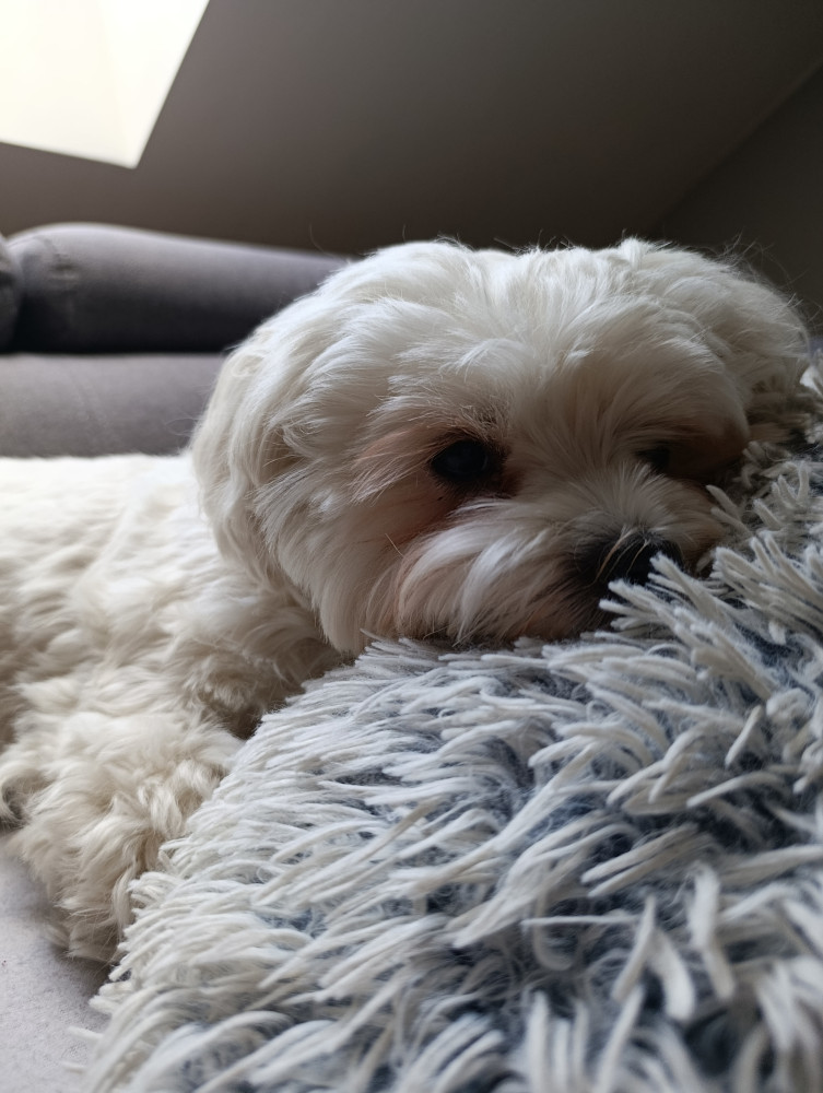 Michaela Martinková