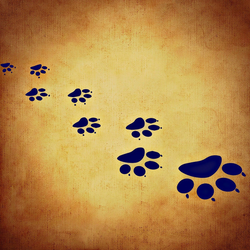 Tlapka 🐾