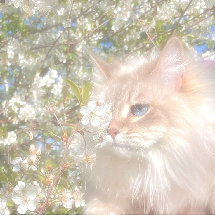 Nikčaa🌷