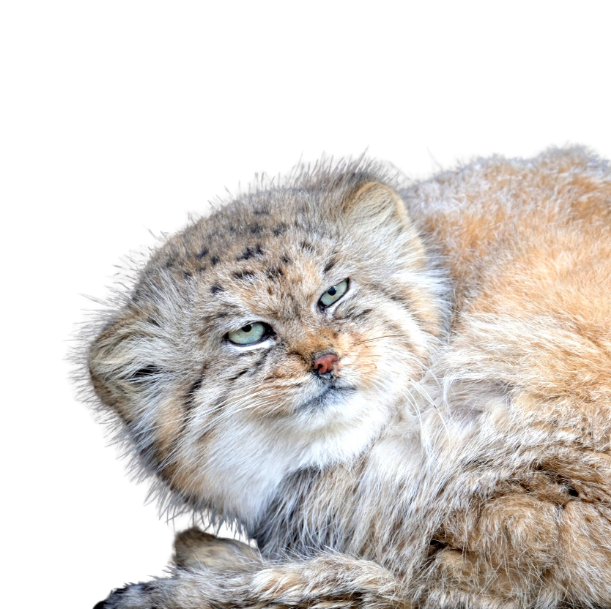 Manul
