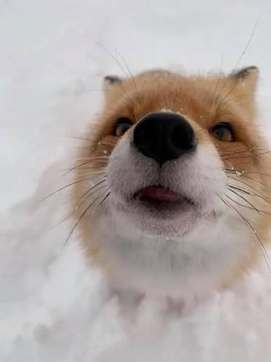 Výzva jednoho kroku 2.0