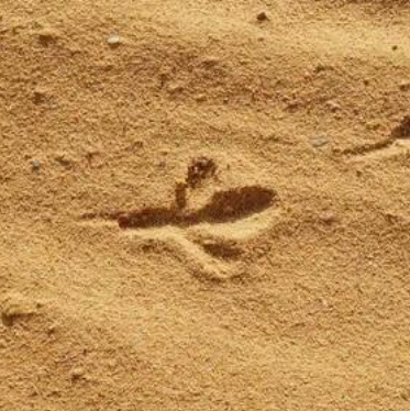 Step Hunter