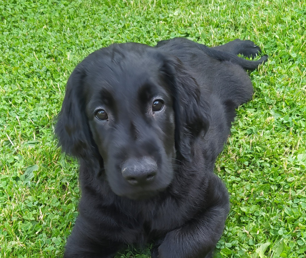 Nikola Štefánková