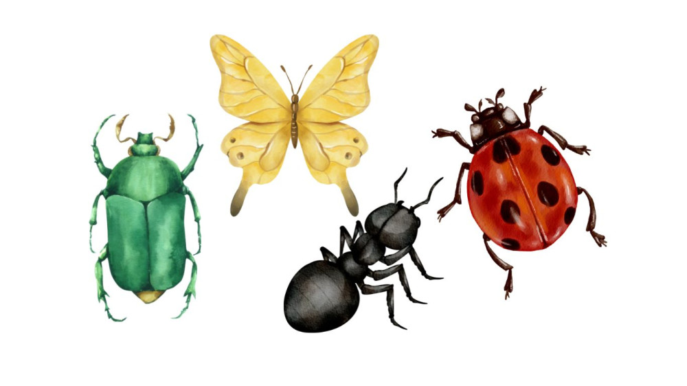 The Insects
