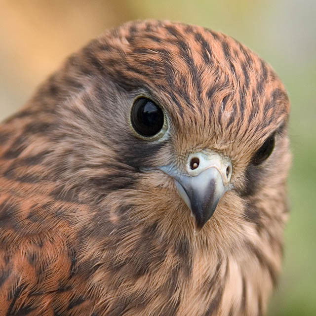 Poštolky🦅