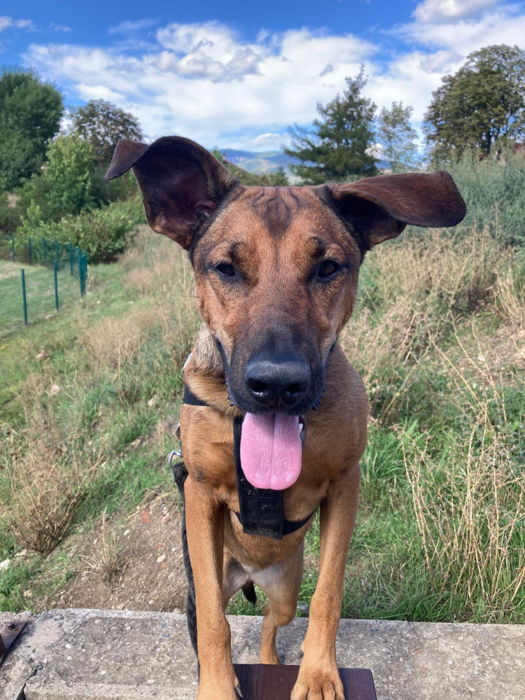 Pepina