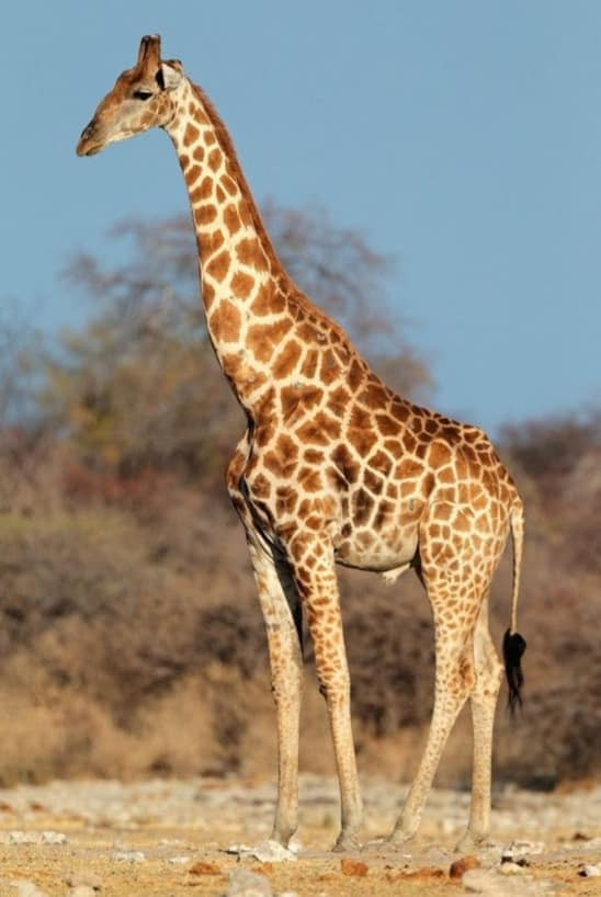 Vytrvalé Žirafky