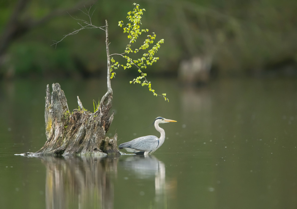 Počernické volavky