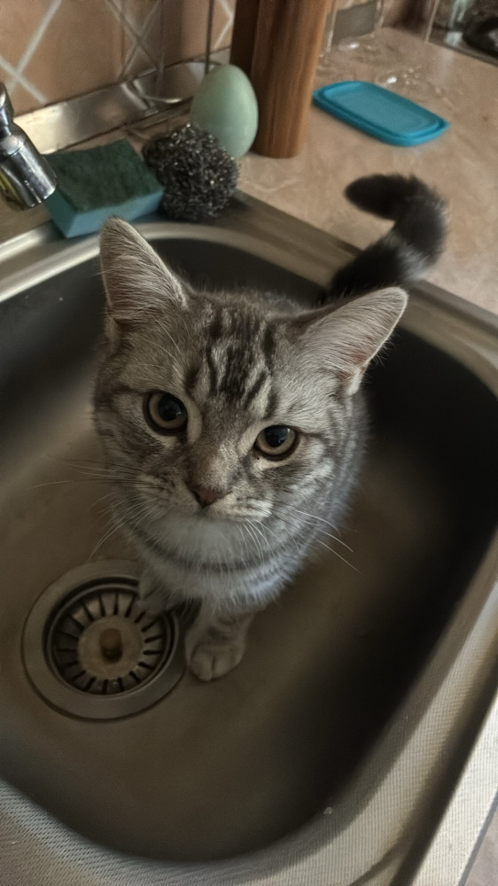 Simba, the most amazing cat in the world
