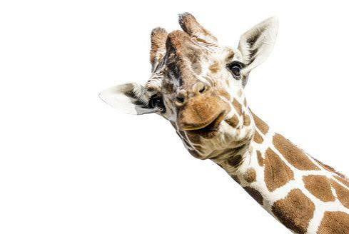Žirafy 🦒