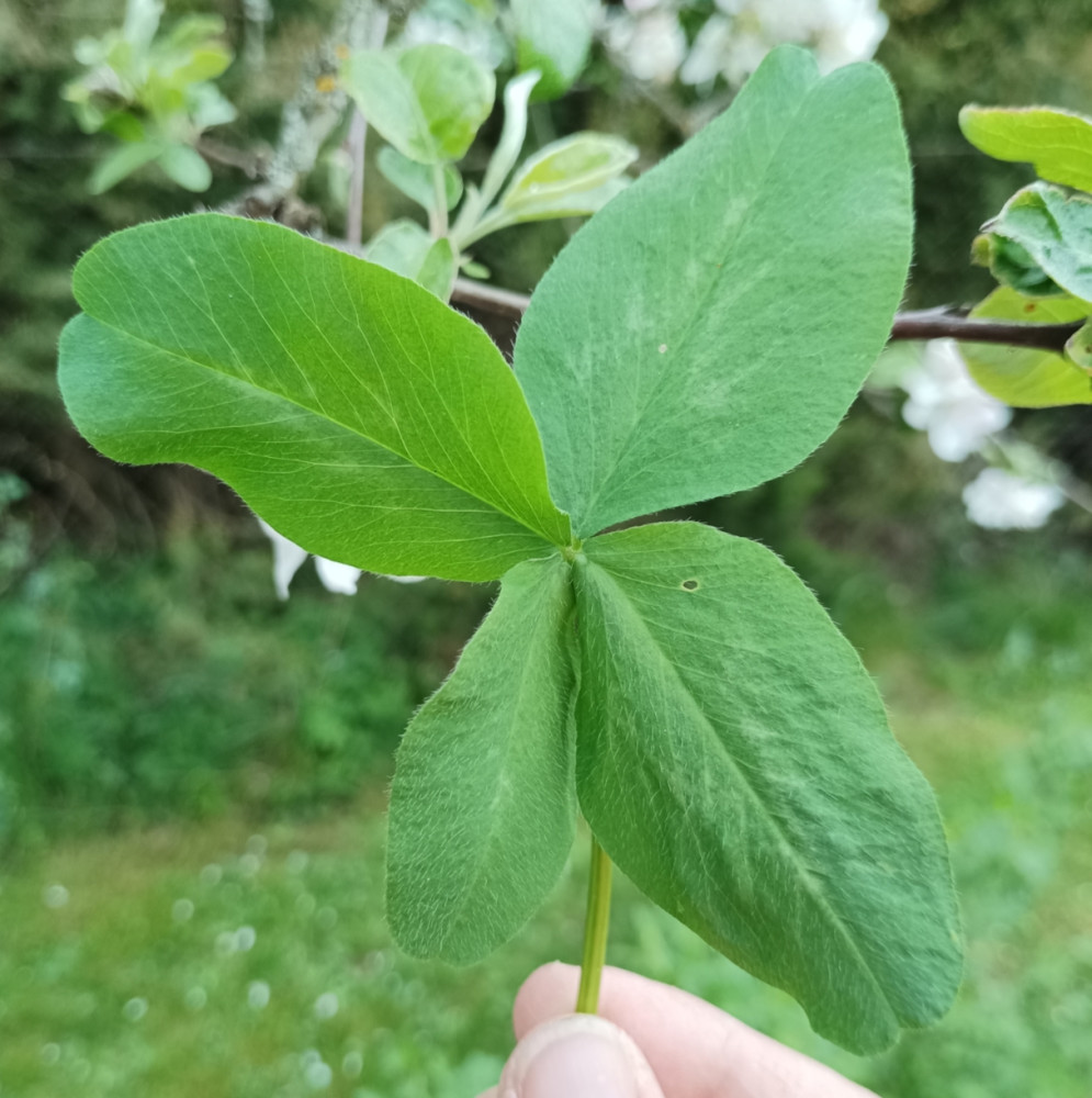 Rychlé nožky z Vlašky