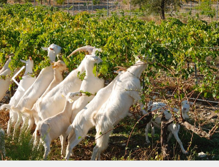 Terén kozy a kozel 🐐😎