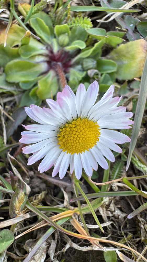 Svratoušští chodci