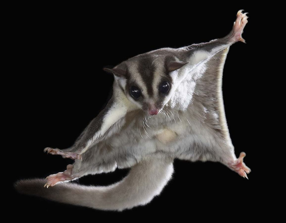 Poletuchy