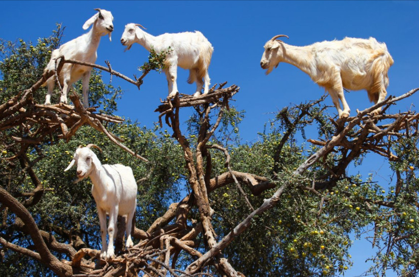 Terén kozy 🐐