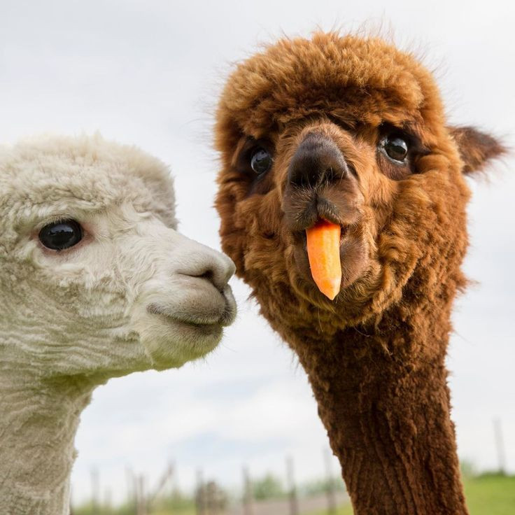 Beskydské alpaky🦙
