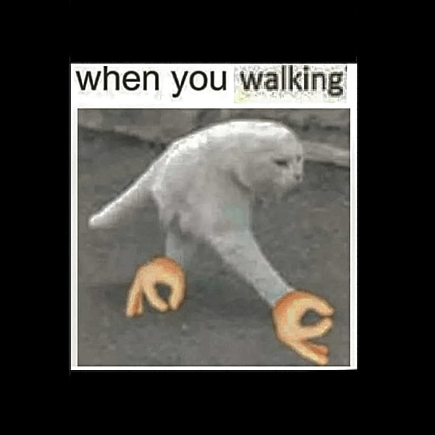 Racek