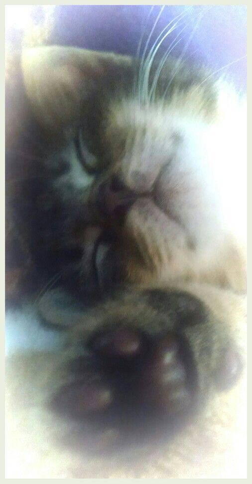 MiauMiau