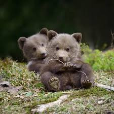 Českolipští medvědi